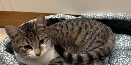 Powiększ grafikę: dzien-kota-675844.jpg