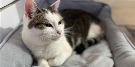 Powiększ grafikę: dzien-kota-675847.jpg