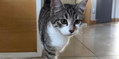 Powiększ grafikę: dzien-kota-675848.jpg