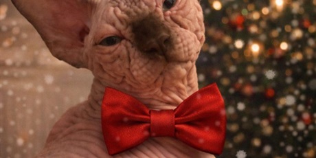 Powiększ grafikę: dzien-kota-675849.jpg